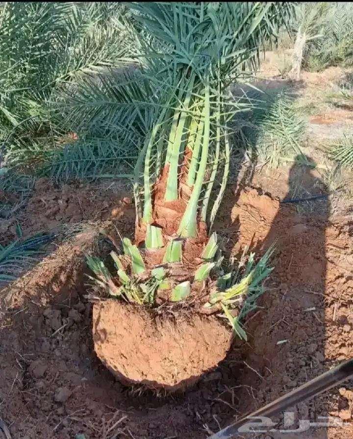 Hello and God's mercy and blessings, we work in all types of contracts64459394027522113