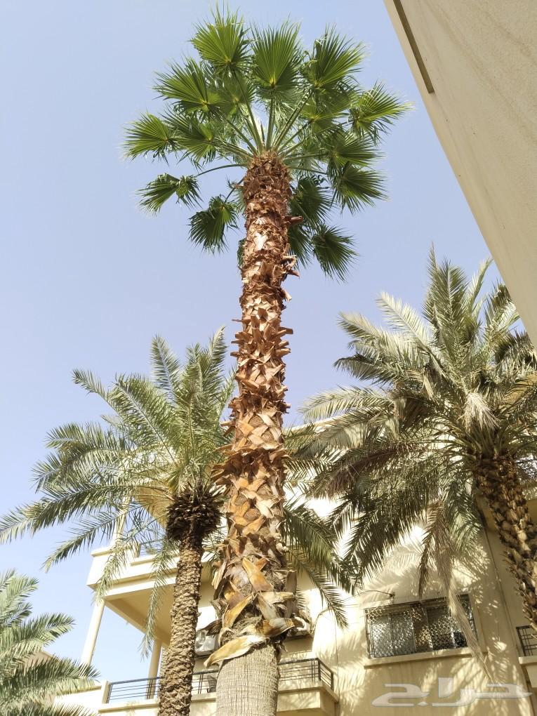 تكريب وتنضيف64473625546753111