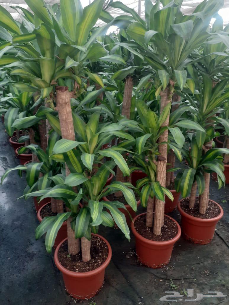 توريد وزراعه اشجار ونخيل64617275332609114