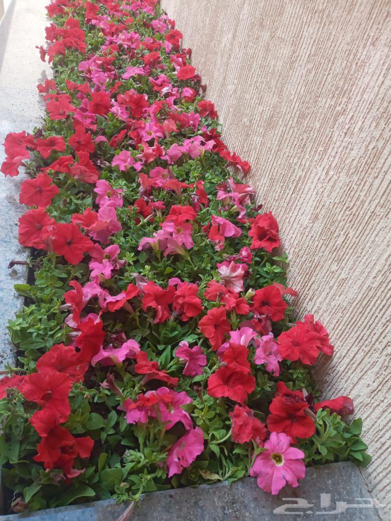 Garden landscaping with trees and flowers64473611045762110