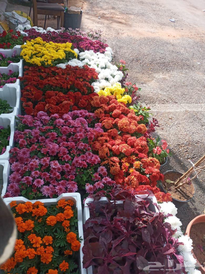 Garden landscaping with trees and flowers64473611045762113