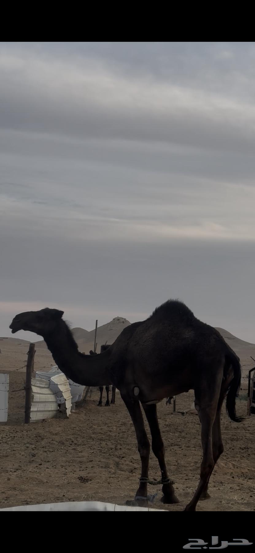 أفلح من ذكرالله وصلى على النبي للبيع قعودمجهم من انتاج المرا64459229016961110