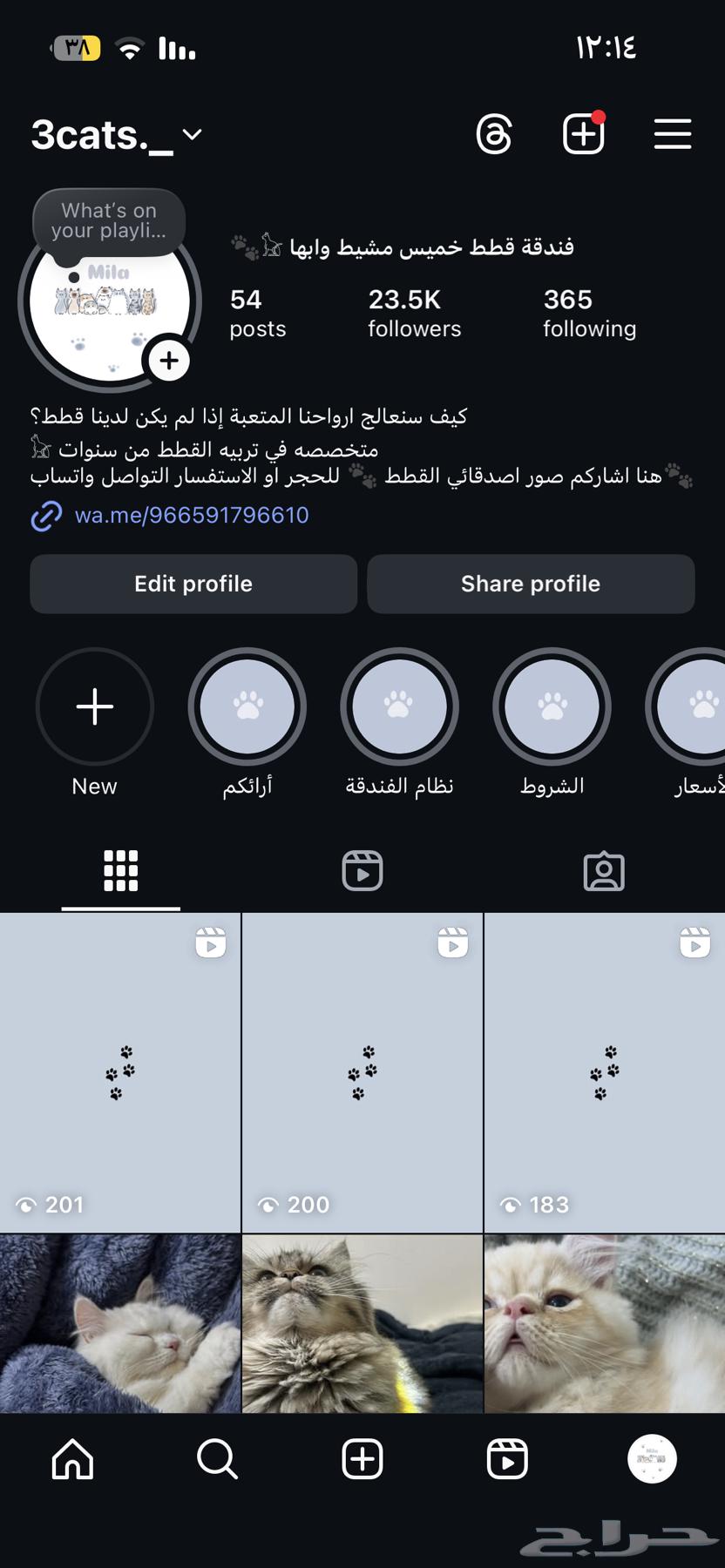 فندقة قطط( الفندقه متاحه للاجازه والعدد محدود)64543944977666112