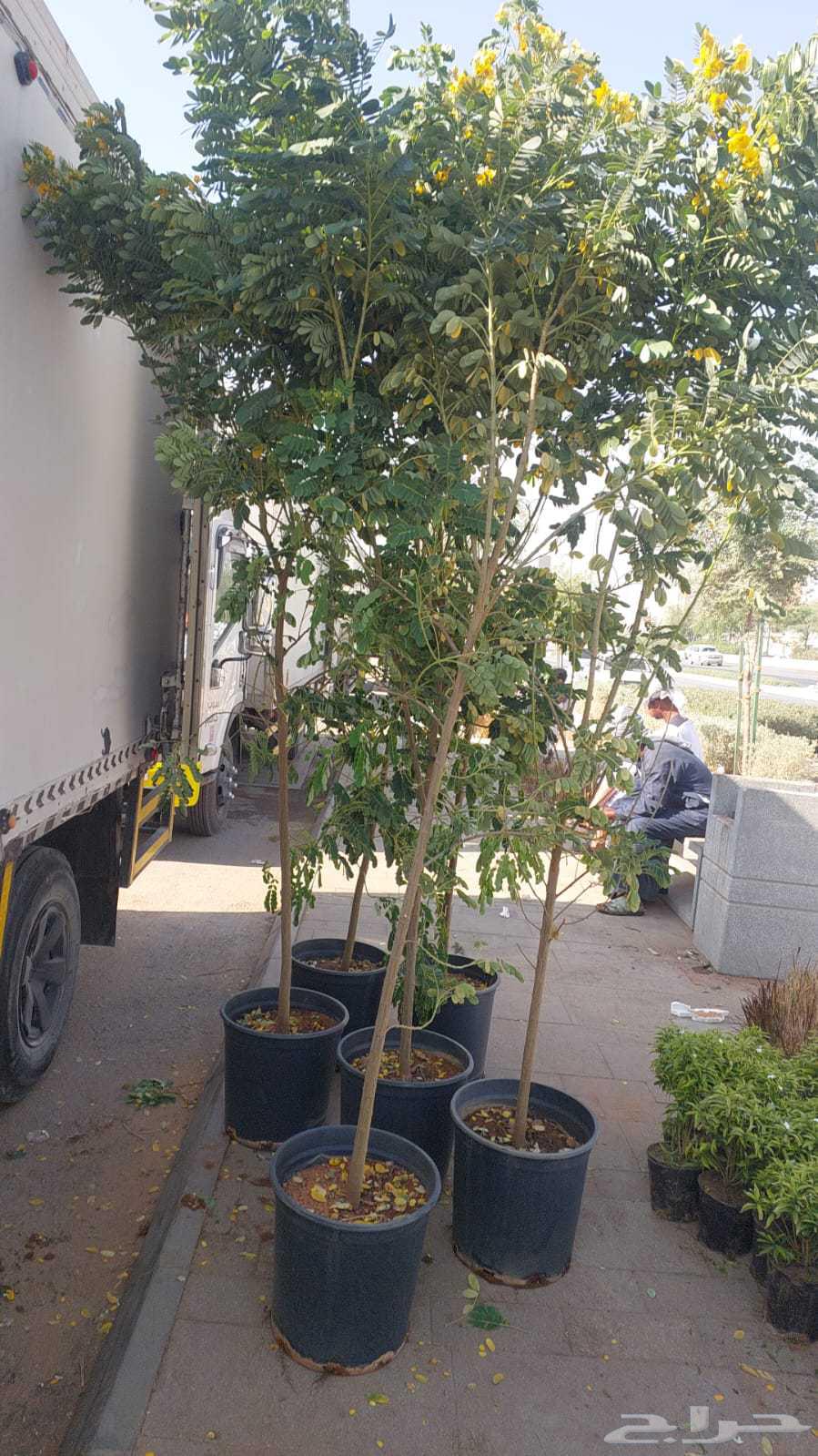 توريد وزراعه اشجار ونخيل64617275332609112
