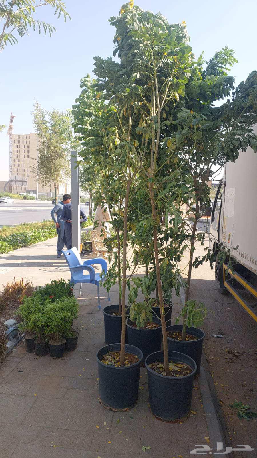 توريد وزراعه اشجار ونخيل64617275332609113