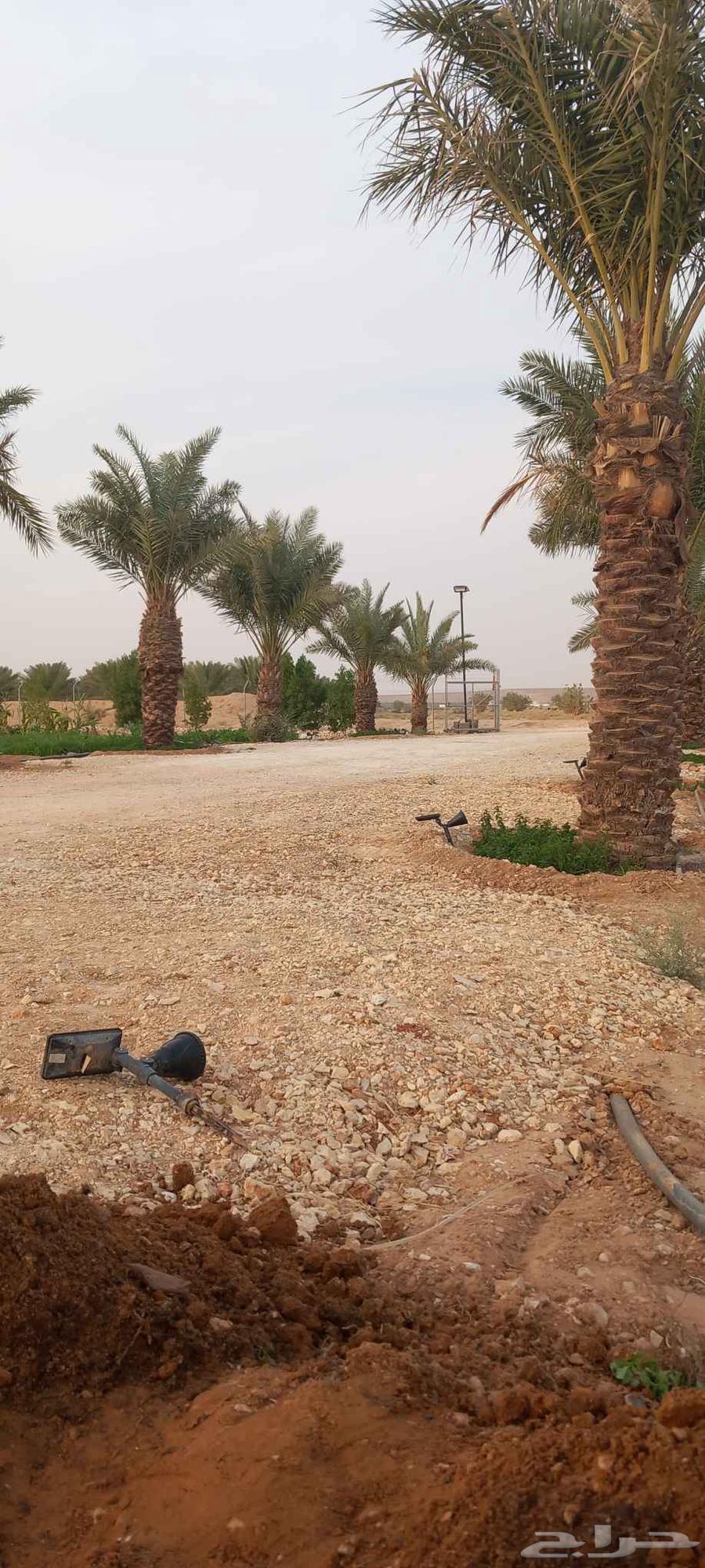 متخصصون في مجال البناء وزراعه النخل  جميع مناطق المملكه ا64458718759554110