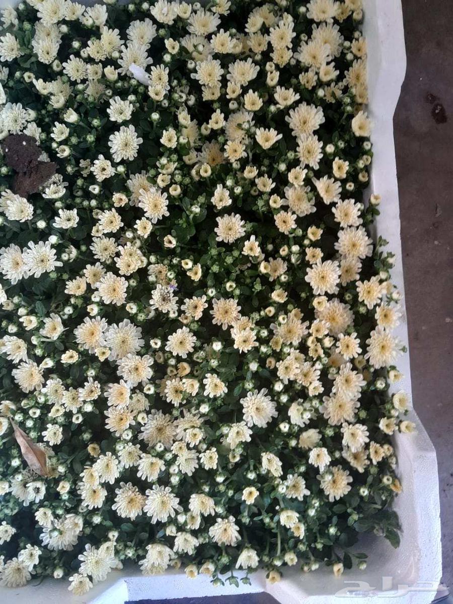 Garden landscaping with trees and flowers64473611045762114