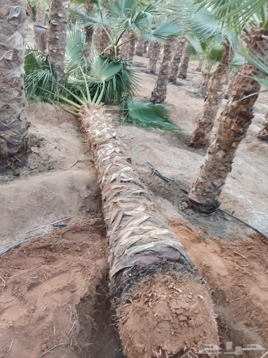 توريد وتركيب نخيل وشنطني وعربي64459184473219112