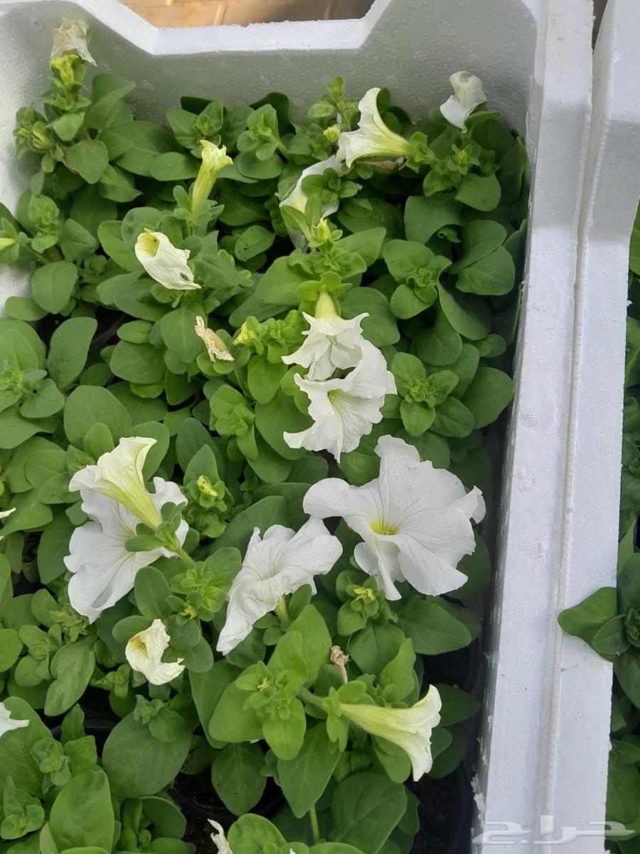 Garden landscaping with trees and flowers64473611045762111