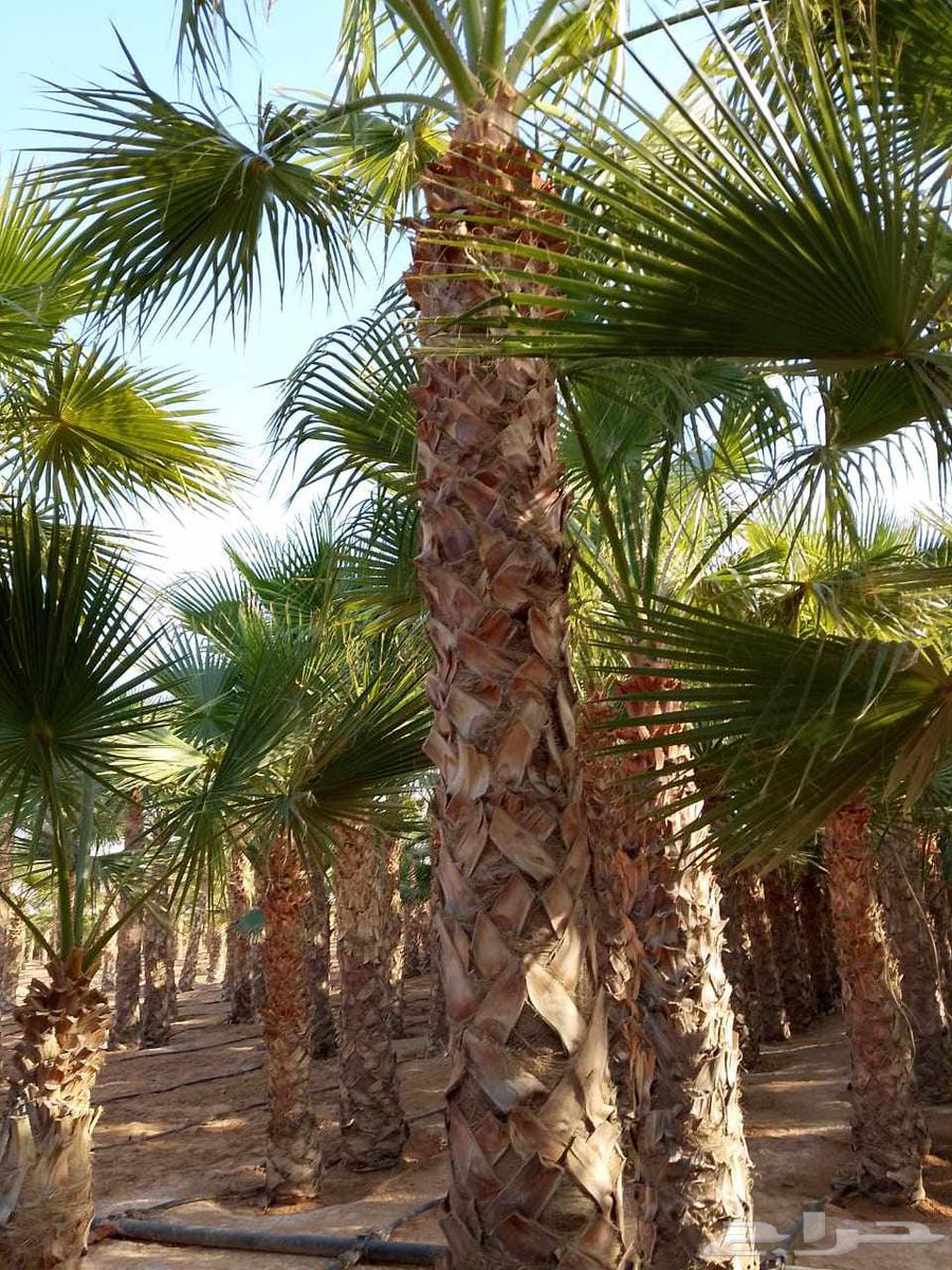 توريد وتركيب نخيل وشنطني وعربي64459184473219111