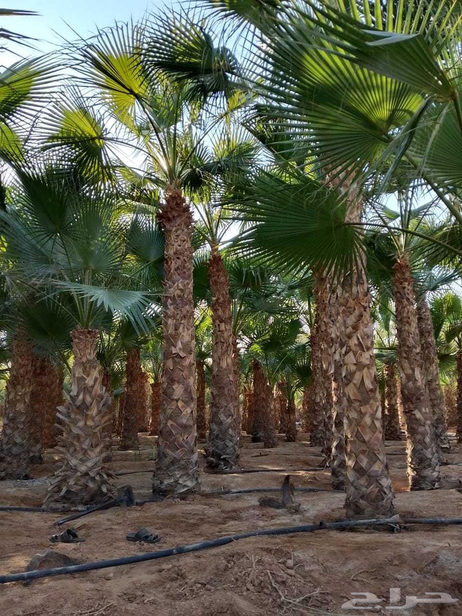 توريد وتركيب نخيل وشنطني وعربي64459184473219110