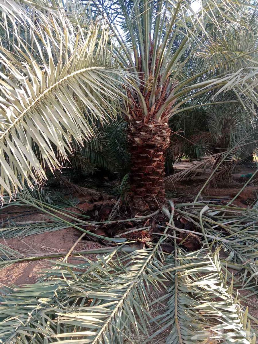 Hello and God's mercy and blessings, we work in all types of contracts64459394027522111