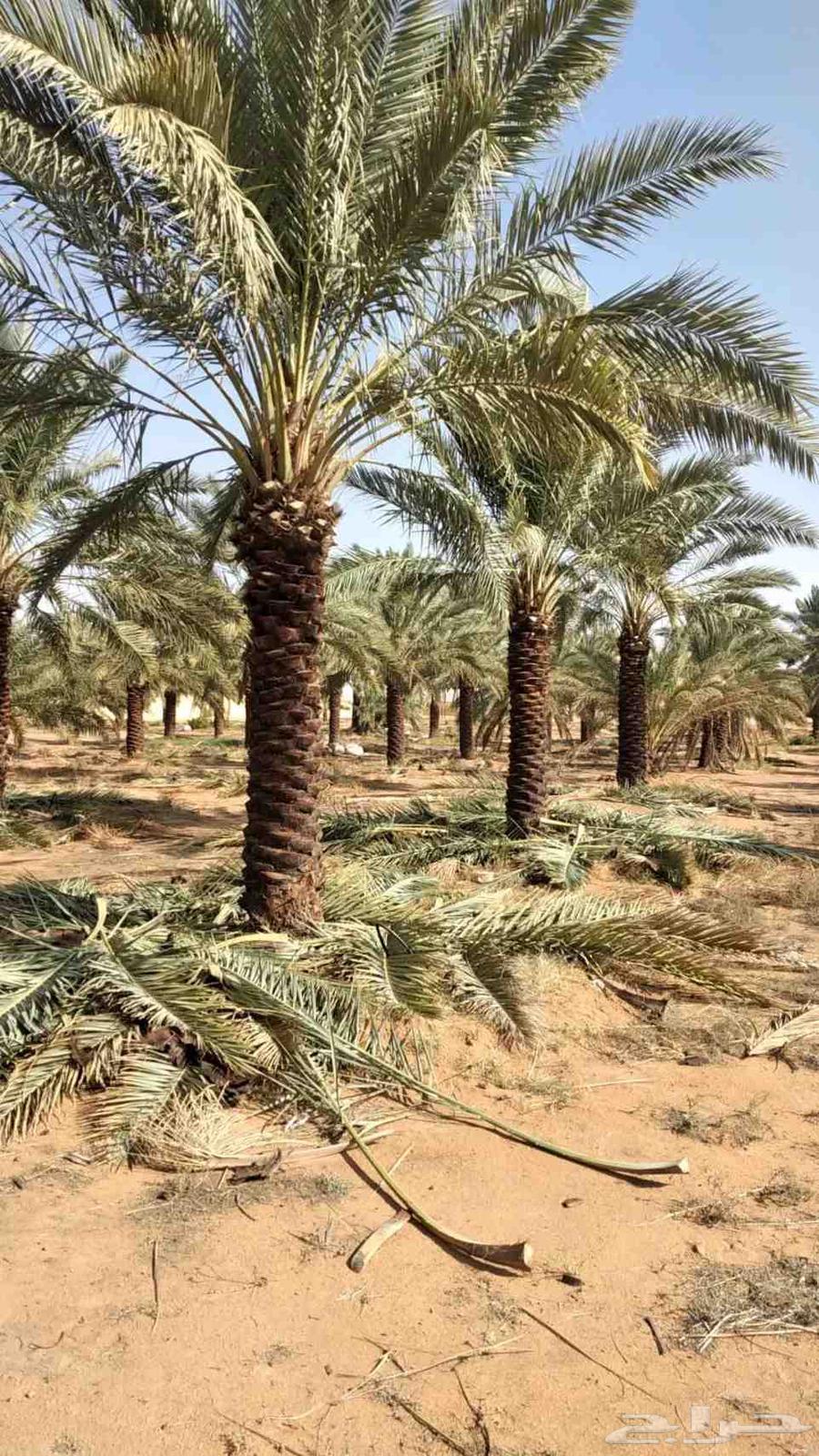 متخصصون في مجال البناء وزراعه النخل  جميع مناطق المملكه ا64458718759554114