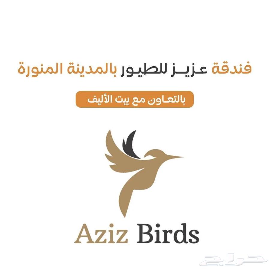 فندقة عزيز للطيور بالمدينة المنورة Azez birds64459529079681110