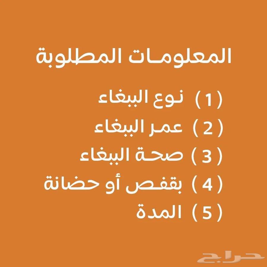 فندقة عزيز للطيور بالمدينة المنورة Azez birds64459529079681111