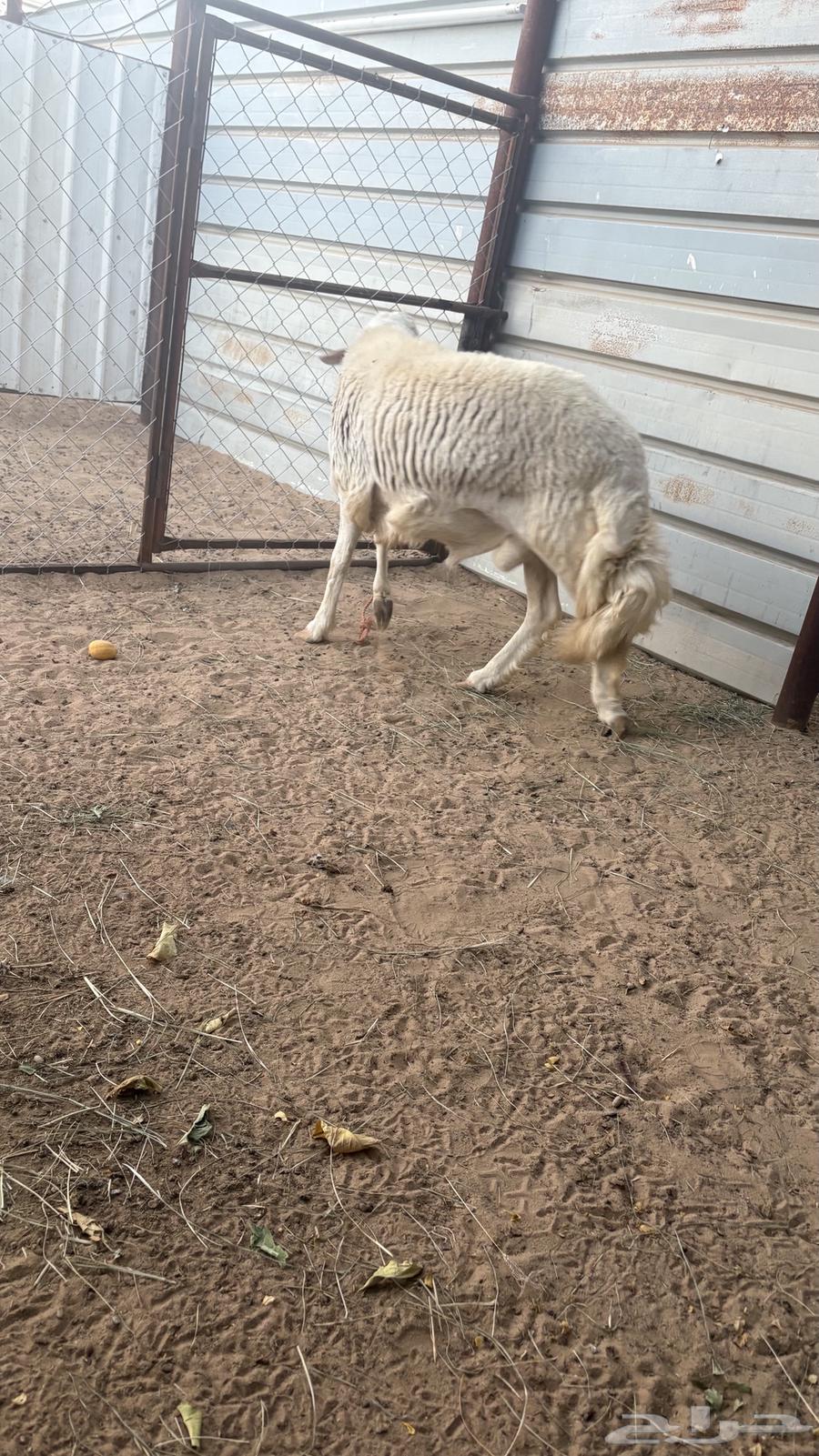 涂干真棒64473680581762112