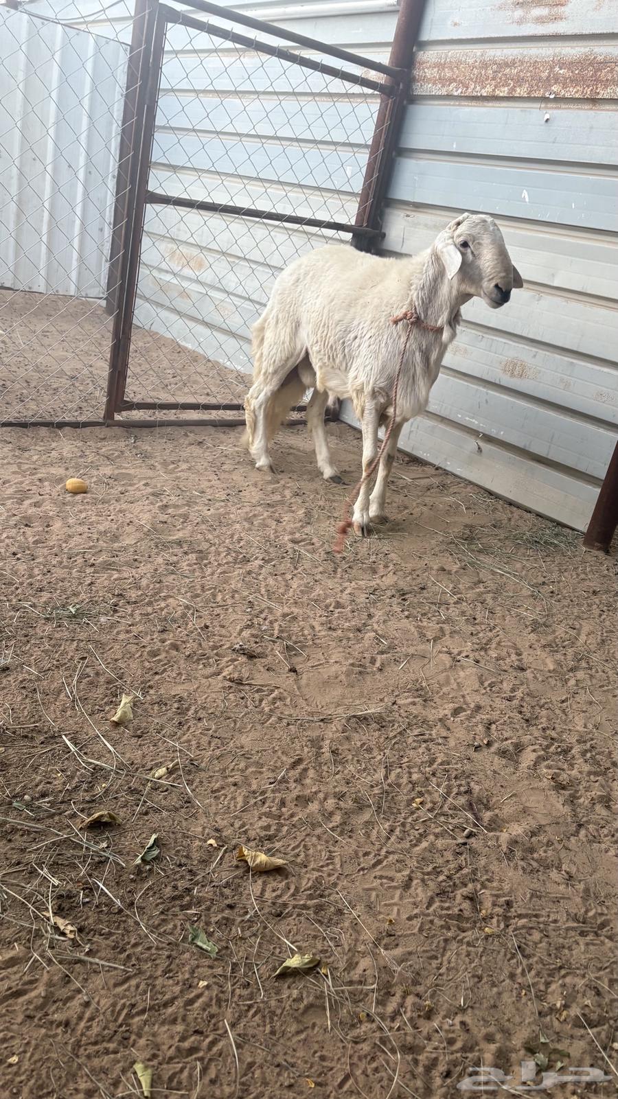 涂干真棒64473680581762110