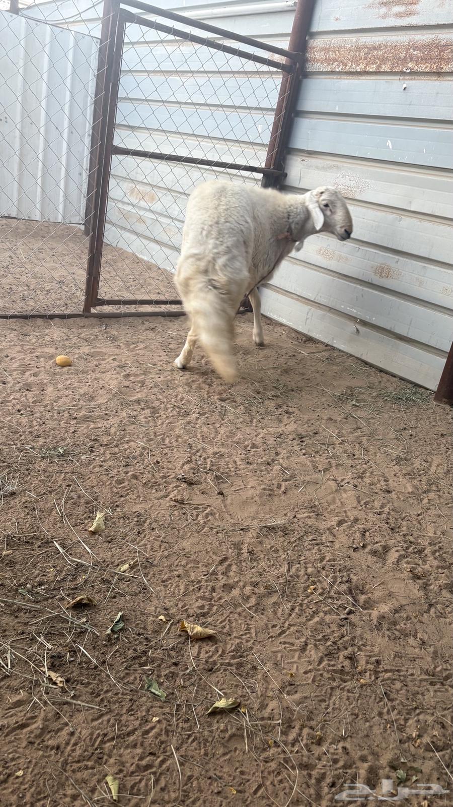 涂干真棒64473680581762111