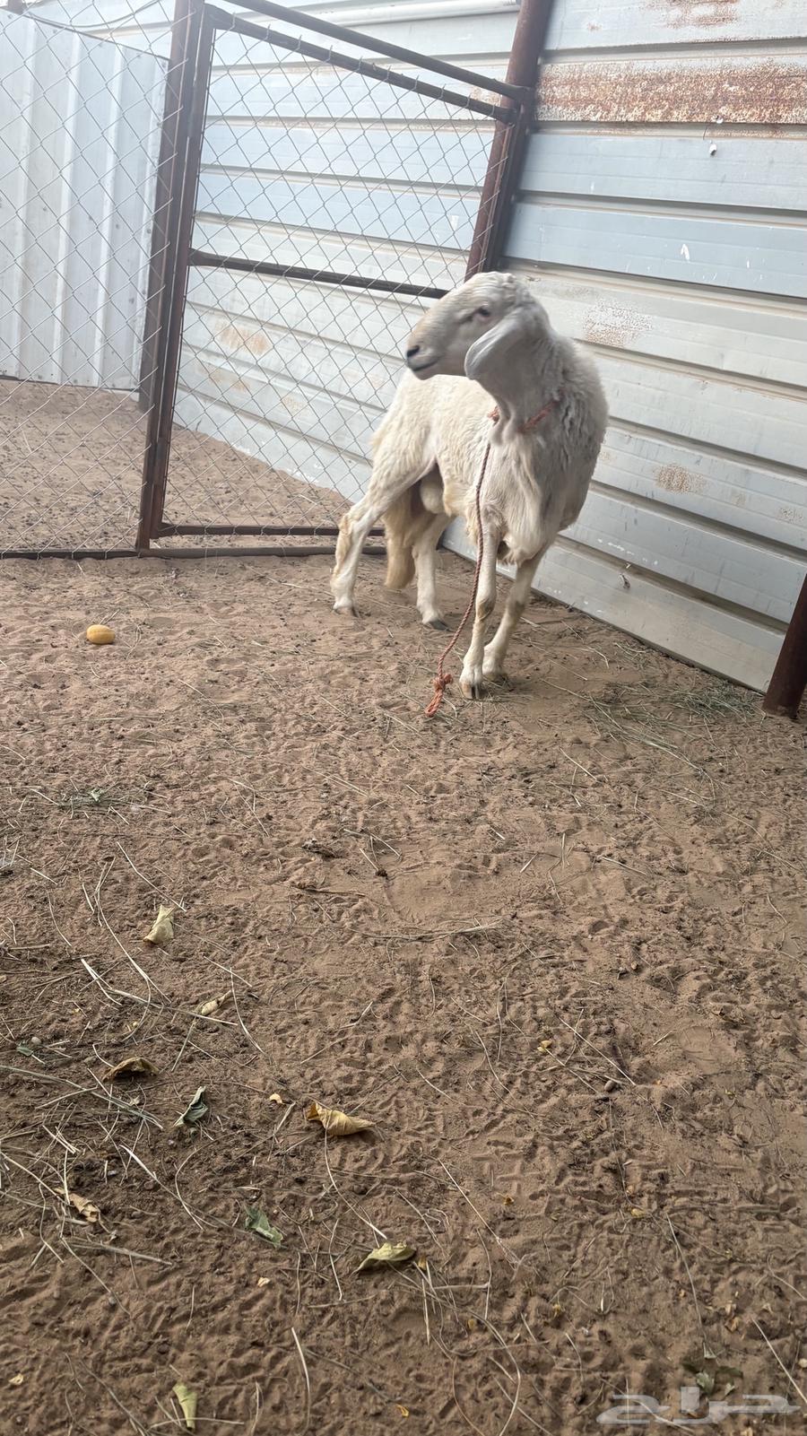 涂干真棒64473680581762113