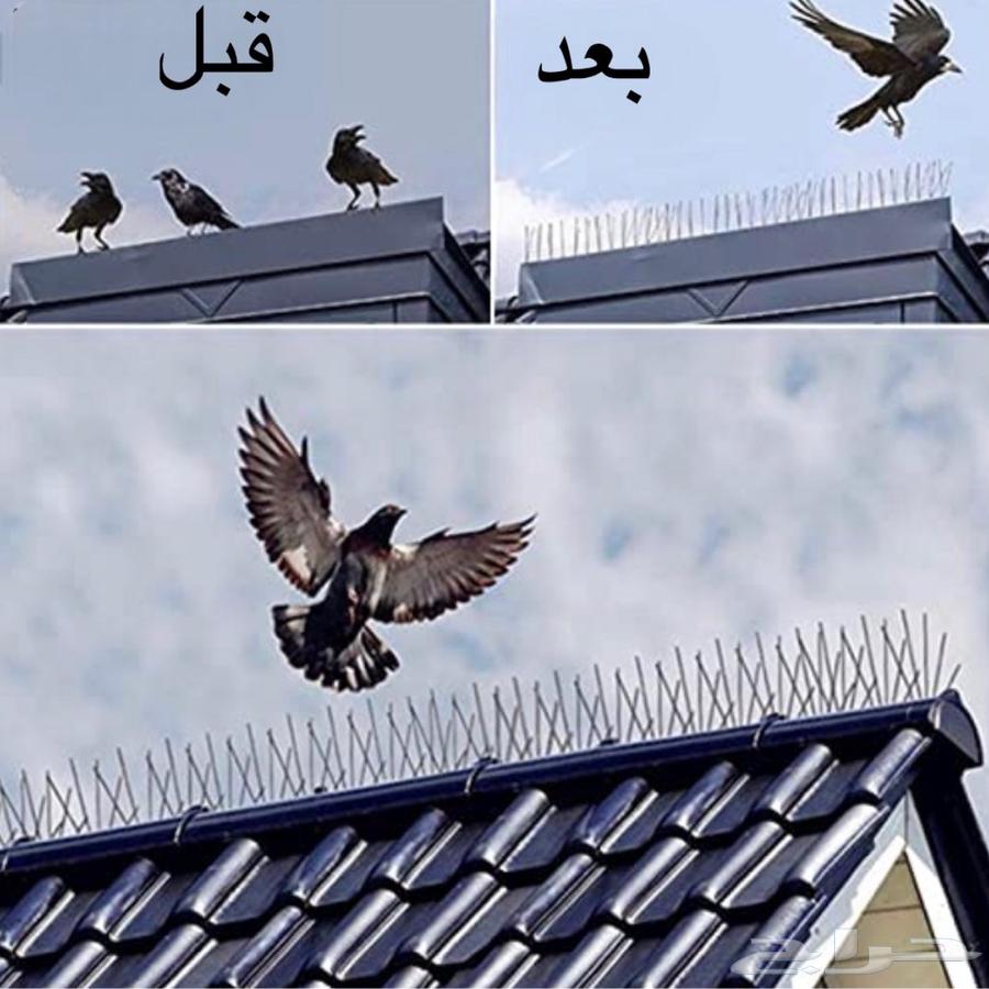 طارد حمام شب تر يب64459851005315112