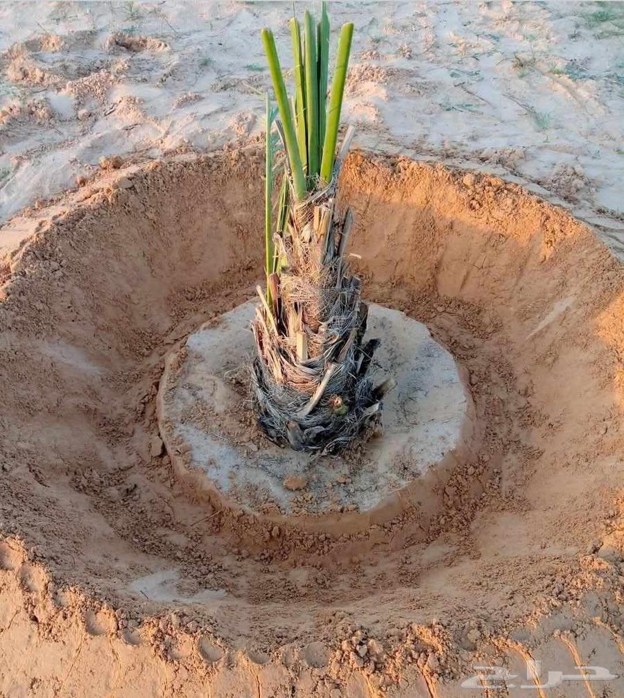 كتف النخل تشليع ضبان و غرزه الضبان والنخل كل ما يخص النخل64459712316675111