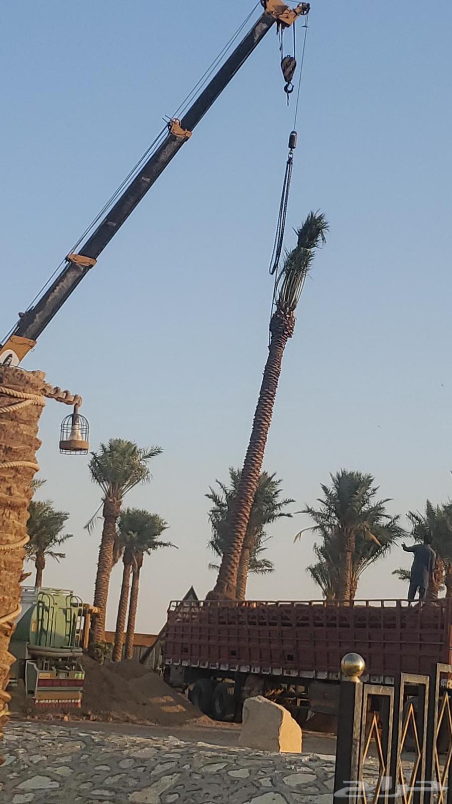 نخيل البيع بجميع أنواعه64459743563650114