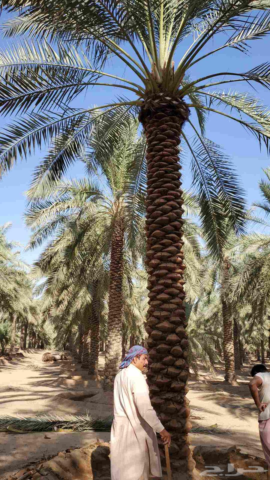 نخيل البيع بجميع أنواعه64459743563650112