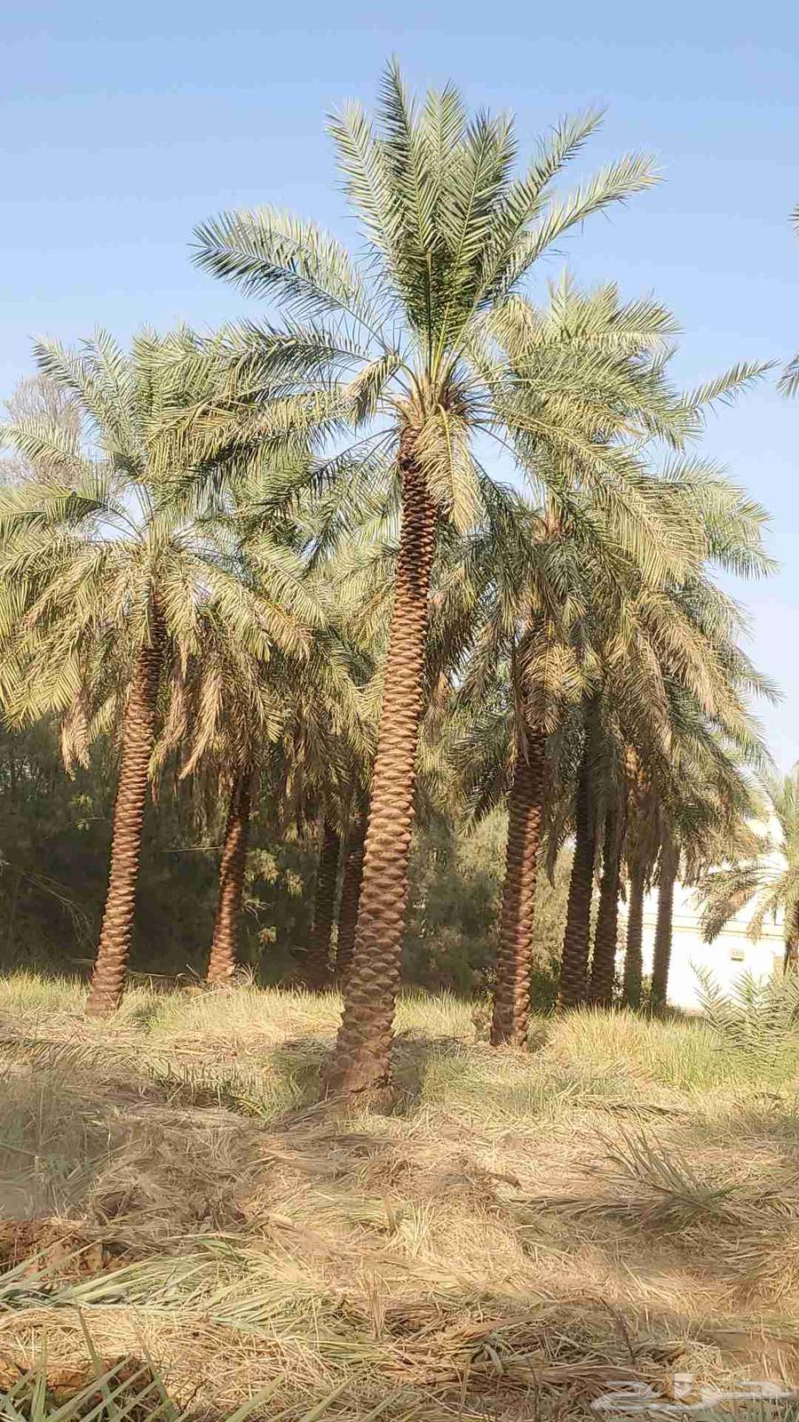 نخيل البيع بجميع أنواعه64459743563650110