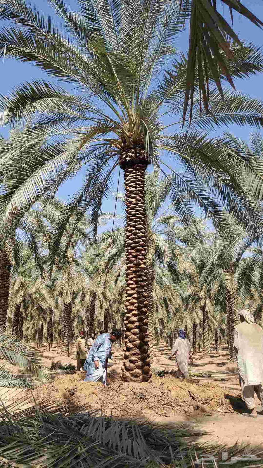 نخيل البيع بجميع أنواعه64459743563650113