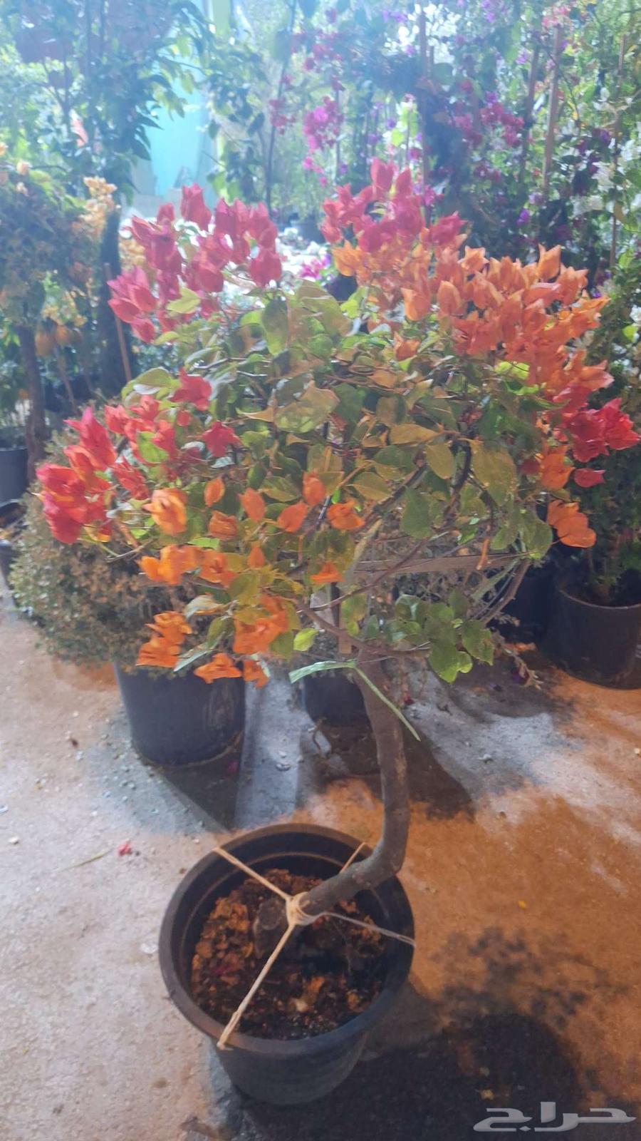 Nursery of branches and plants for planting all types of palm trees and grass64459666284033112