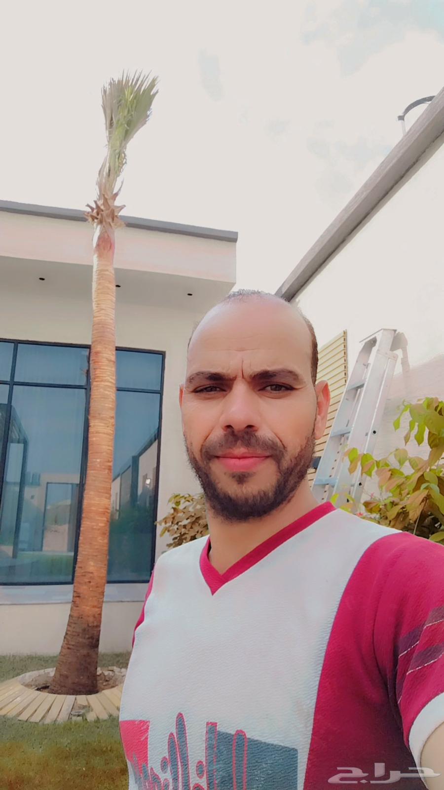 Palm pruning and tree trimming64459821108226114