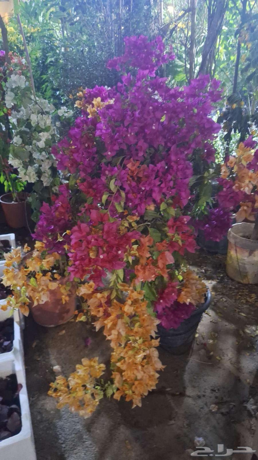 Nursery of branches and plants for planting all types of palm trees and grass64459666284033113