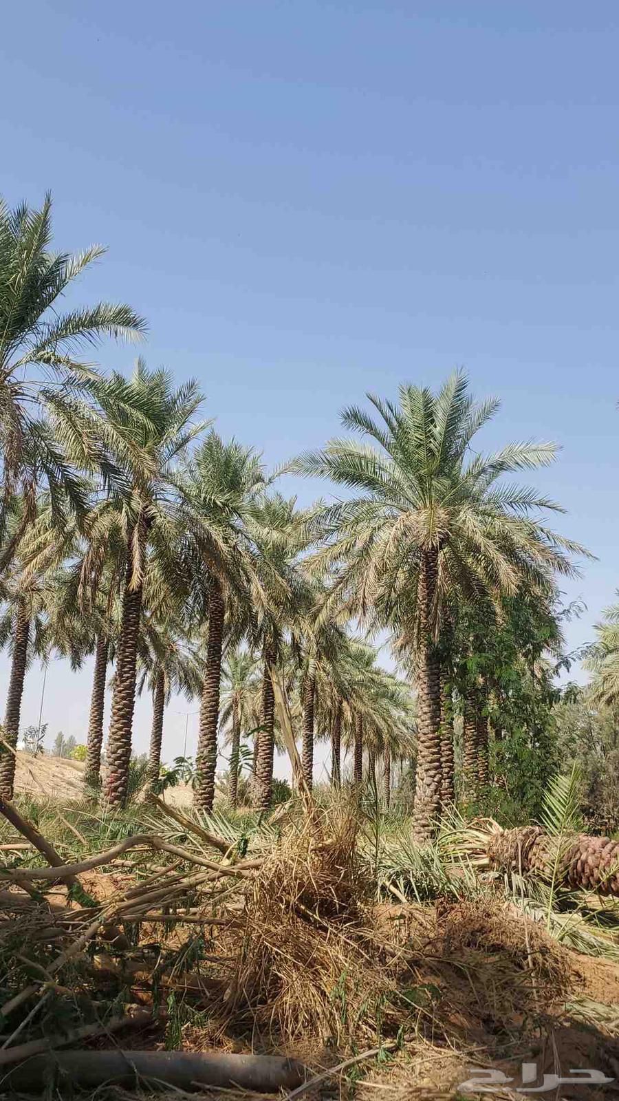 نخيل البيع بجميع أنواعه64459743563650111
