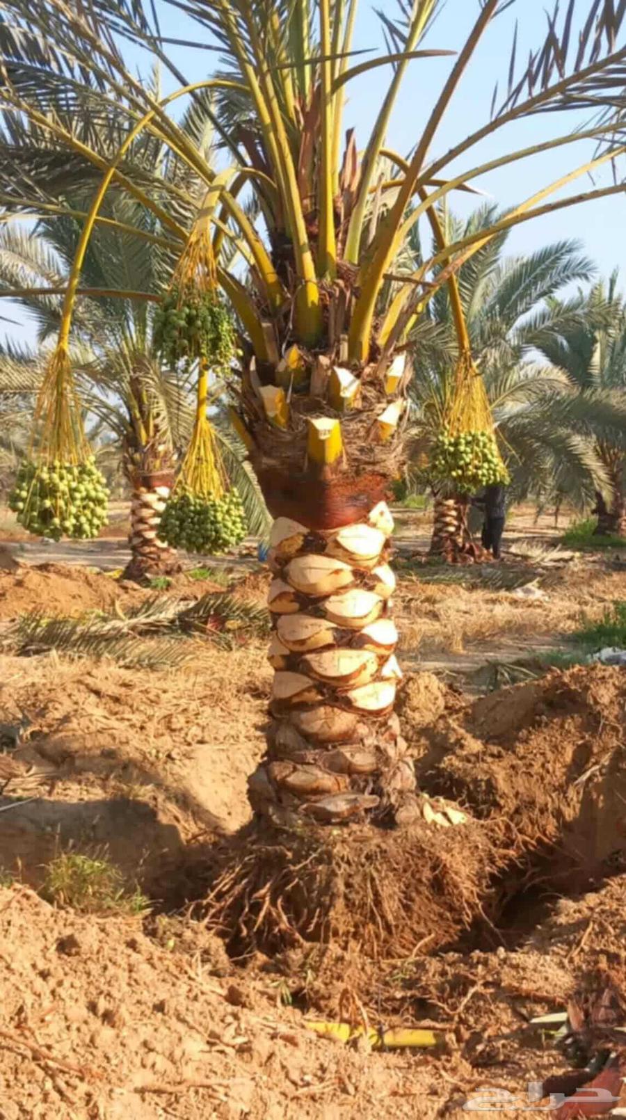 كتف النخل تشليع ضبان و غرزه الضبان والنخل كل ما يخص النخل64459712316675112