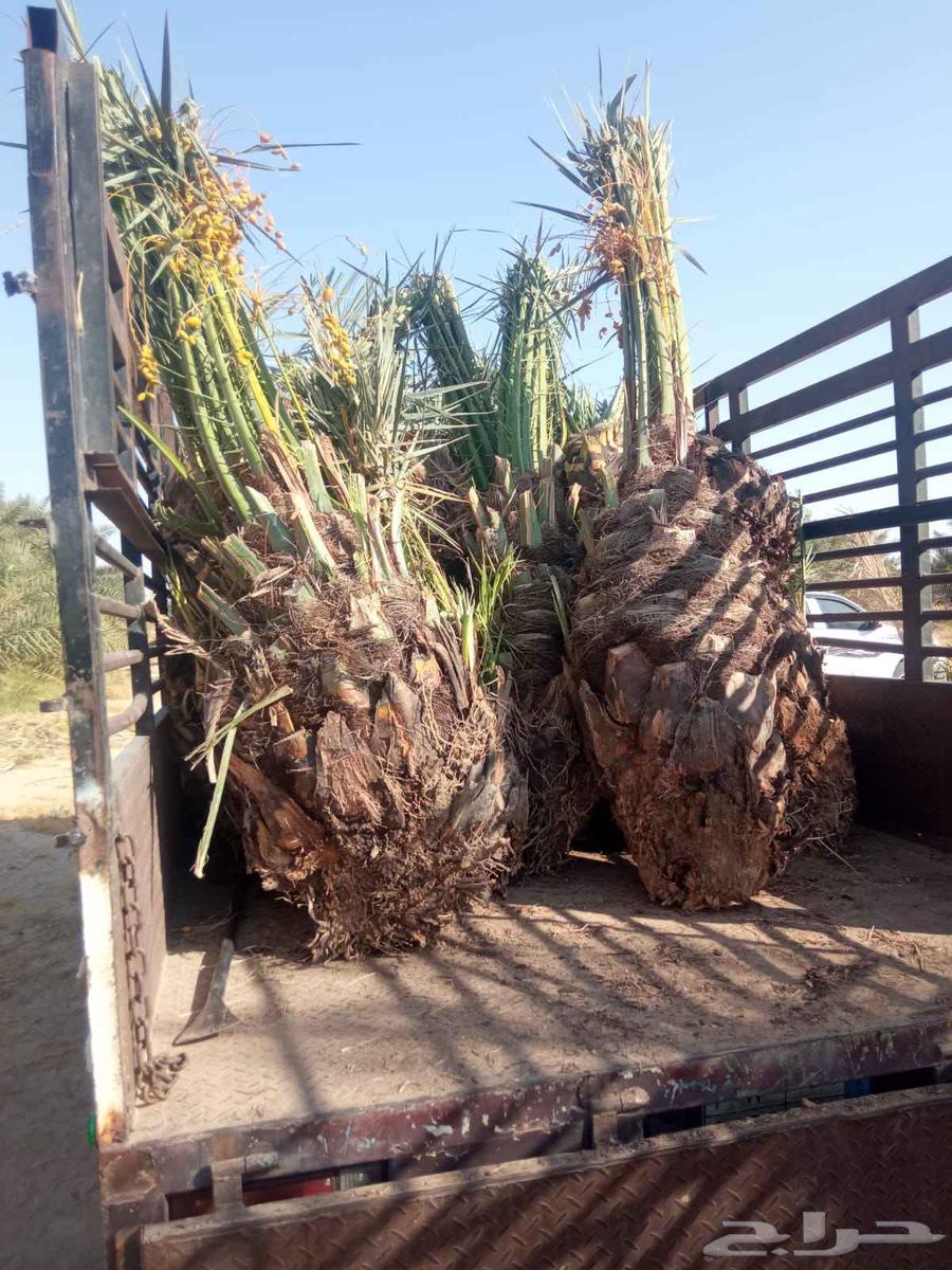 We supply and install all types of fences and palm trees64459665866241111