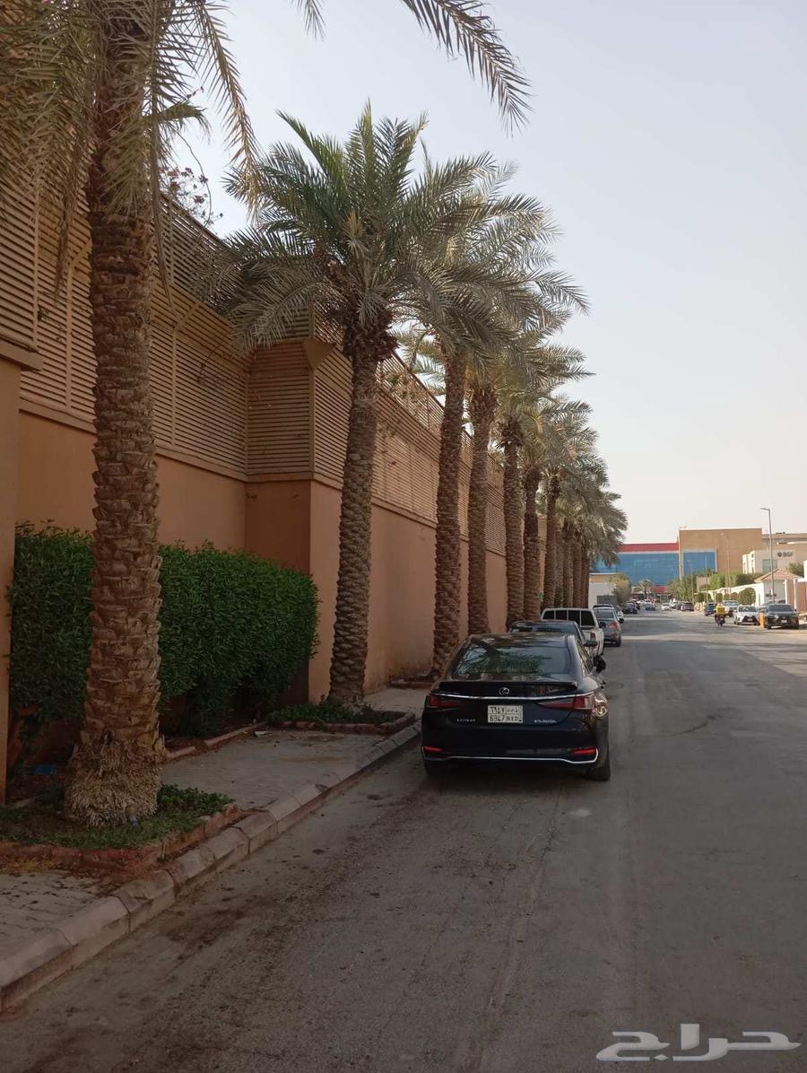 Palm pruning and tree trimming64459821108226110