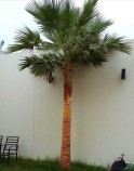 Palm pruning and tree trimming64459821108226112