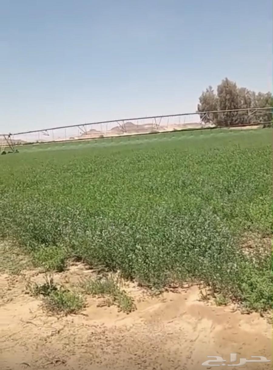 مزارع عيينة افراغ فوري64458134477314110