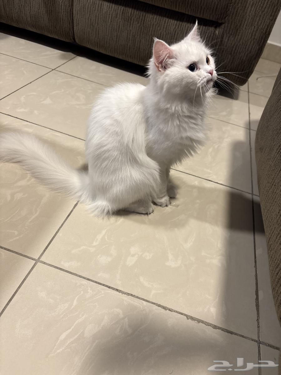 قطط شيرازي سنة للتبني64459789471489110
