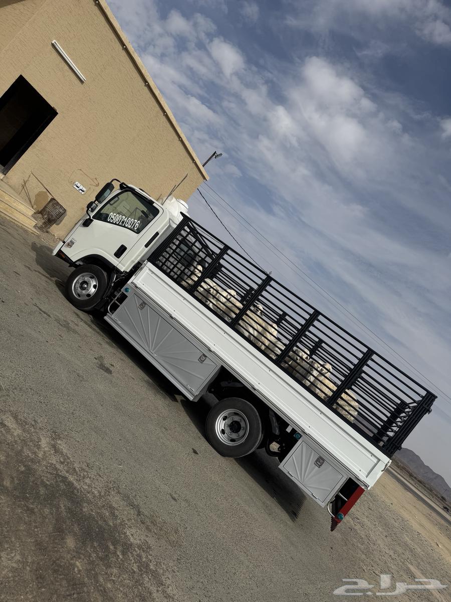 دينا مشاوير موديل 202564459760136833110