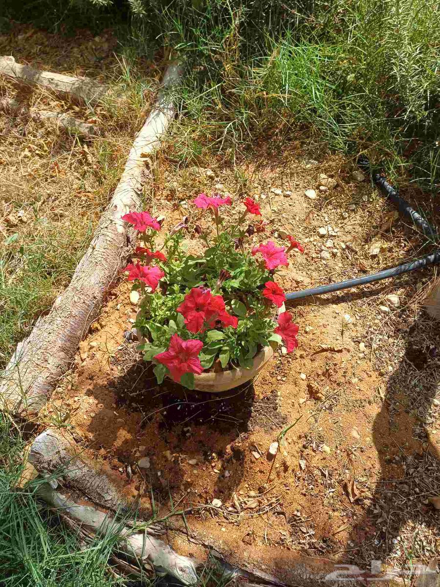 مزارع للحدائق الفلل والاستراحات في شمال الرياض64459806227458114