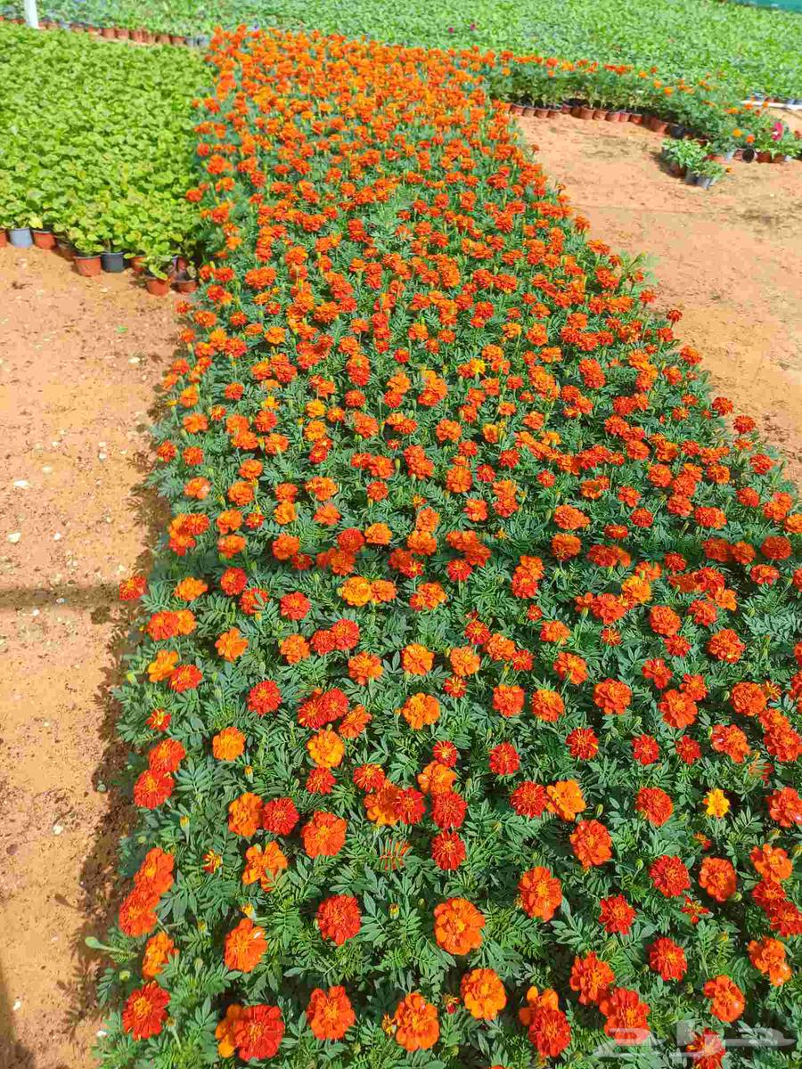 مزارع للحدائق الفلل والاستراحات في شمال الرياض64459806227458113