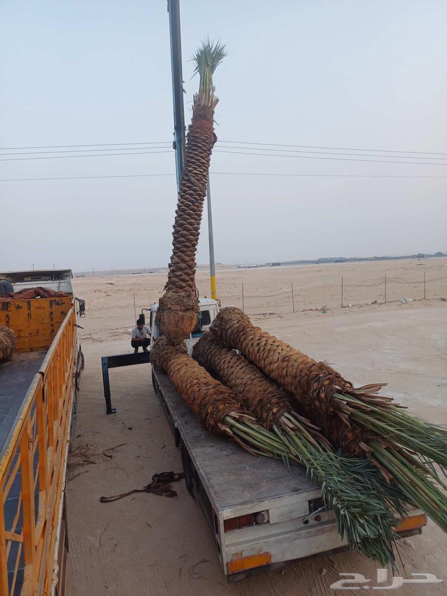 We supply and install all types of fences and palm trees64459665866241114