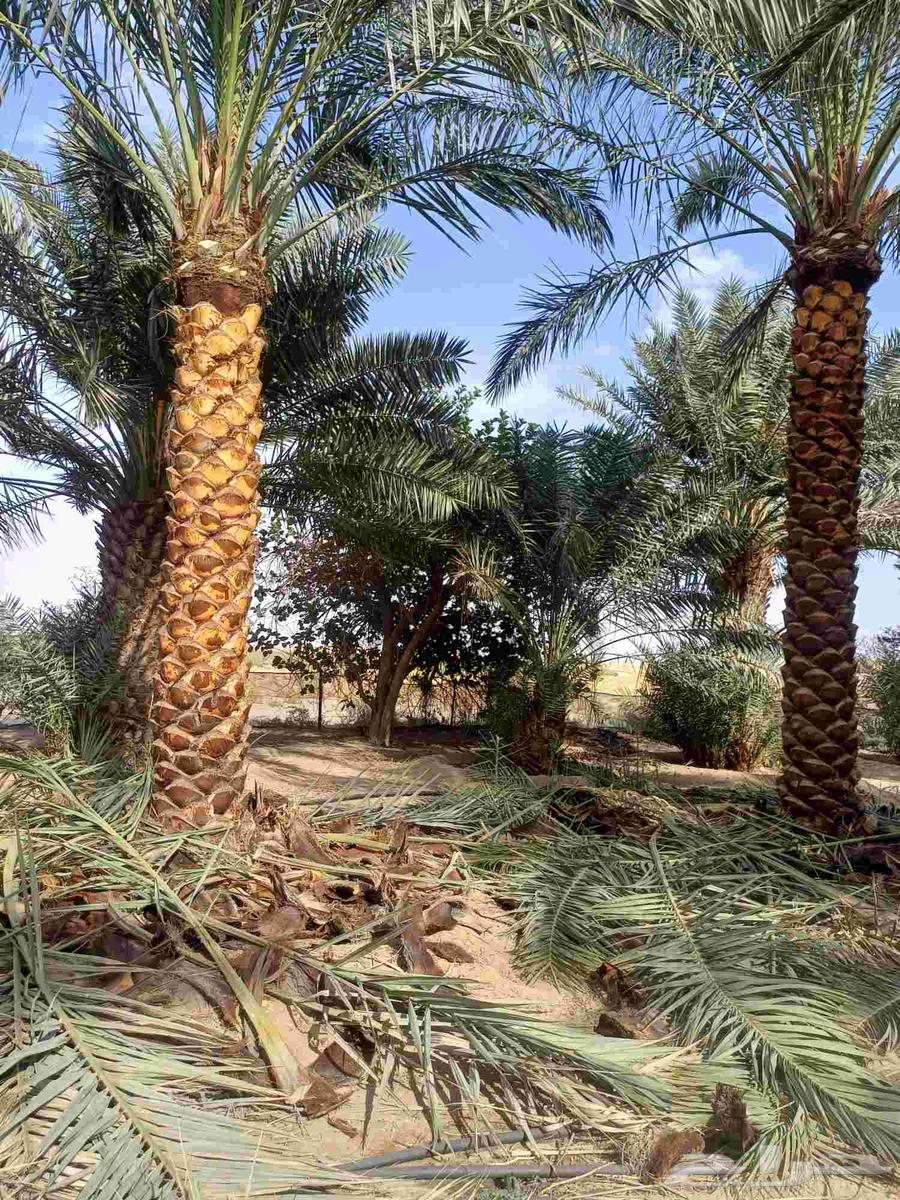 We supply and install all types of fences and palm trees64459665866241110