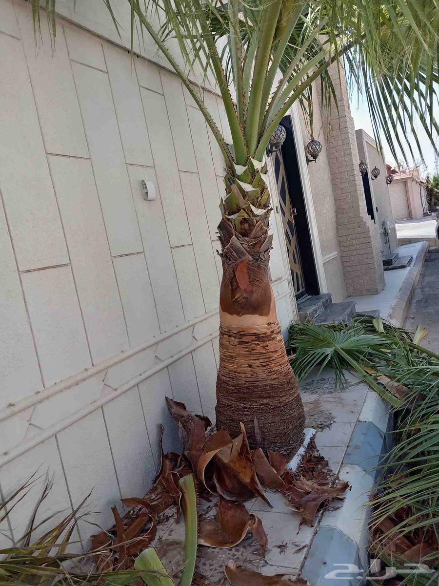 Date palm cultivation, planting, pollination, removal, and transplantation of all types of date palms64459836707713111