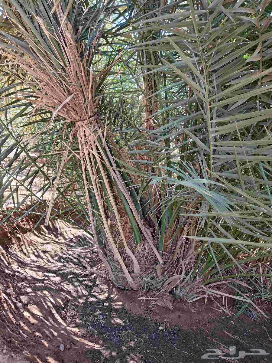 تركيب جميع انواع الشبوك64459759828610114