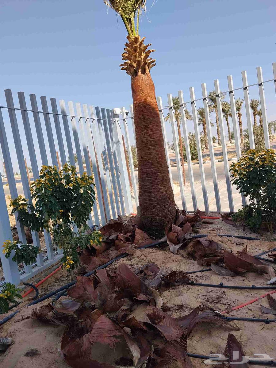 Date palm cultivation, planting, pollination, removal, and transplantation of all types of date palms64459836707713110