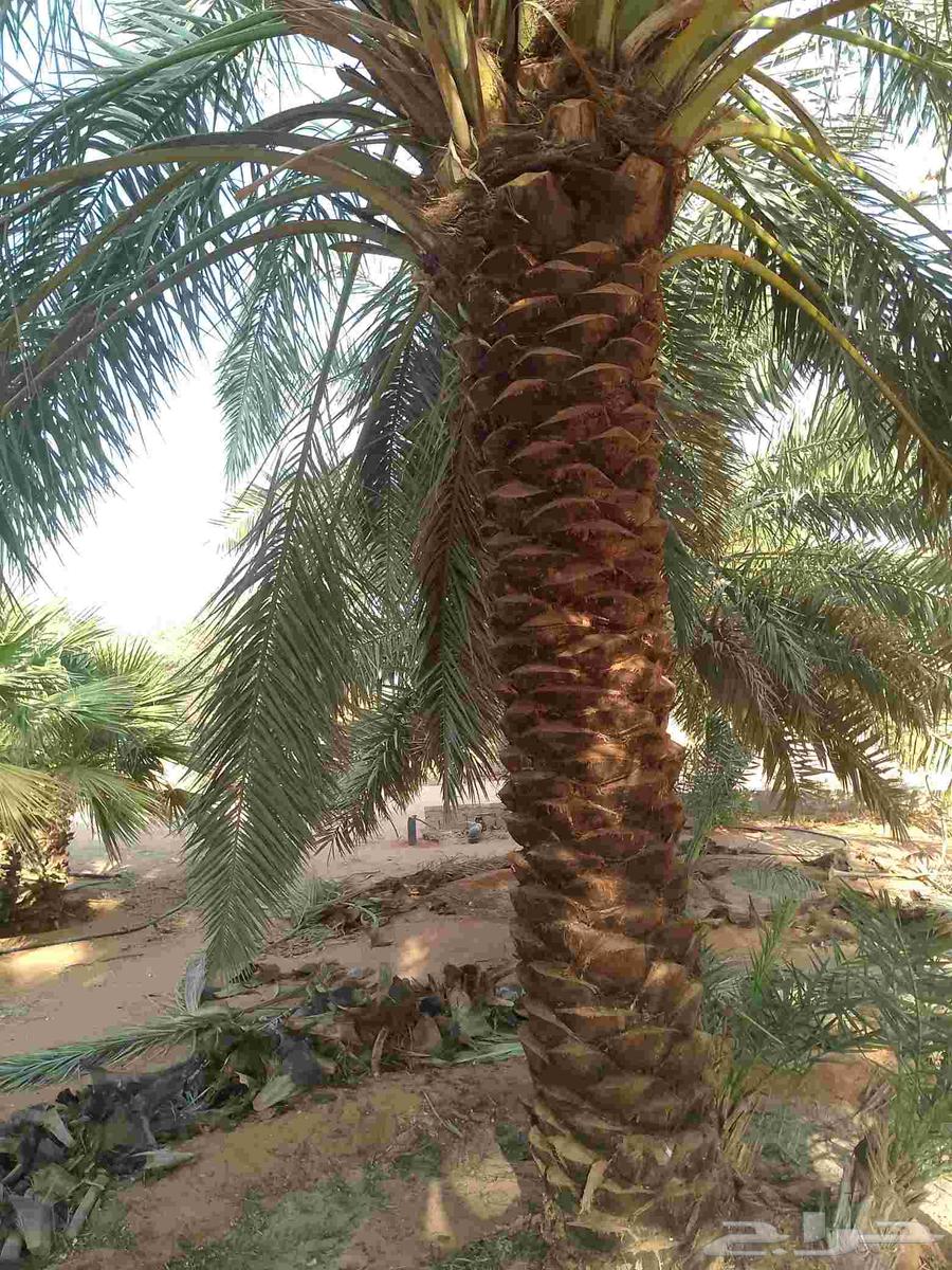 يوجد لدينا عمال نخيل تكريب64459743596929114