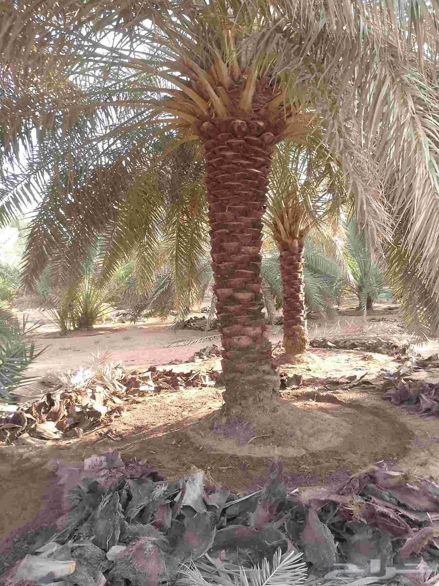 يوجد لدينا عمال نخيل تكريب64459743596929112