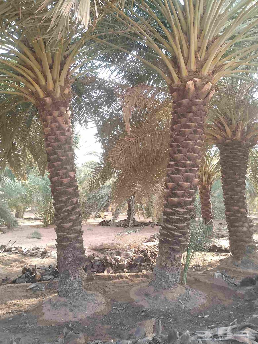 يوجد لدينا عمال نخيل تكريب64459743596929113